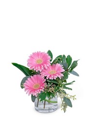Gerbera Simplicity from Schultz Florists, flower delivery in Chicago