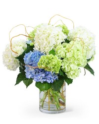 "Hello, Hydrangea!" from Schultz Florists, flower delivery in Chicago