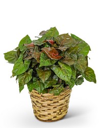 Arrowhead Plant in Basket from Schultz Florists, flower delivery in Chicago