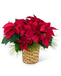 Red Poinsettia Basket from Schultz Florists, flower delivery in Chicago