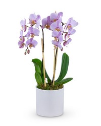 Phalaenopsis Orchid from Schultz Florists, flower delivery in Chicago