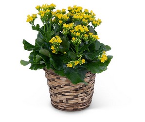 Yellow Kalanchoe Plant from Schultz Florists, flower delivery in Chicago