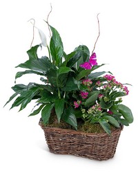Harmony Basket with Butterflies from Schultz Florists, flower delivery in Chicago