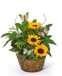 Dish Garden with Sunflowers and Butterflies from Schultz Florists, flower delivery in Chicago
