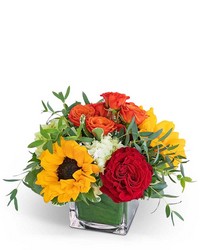 Sweet Savannah from Schultz Florists, flower delivery in Chicago